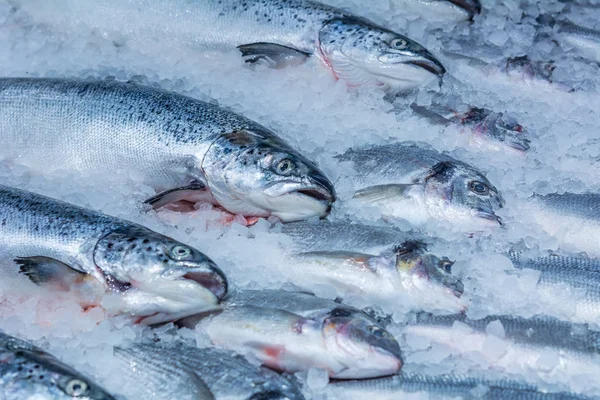 Refrigerado em peixes vermelhos de gelo — Fotografia de Stock