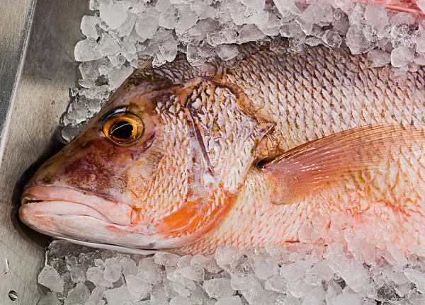 Peixe de tainha vermelho em um cubos de gelo — Fotografia de Stock