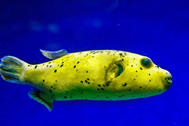 Fugue yellow fish predator  clipart