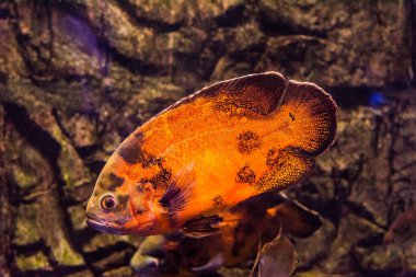 Sualtı Yüzme Oscar balığı (Astronotus ocellatus)