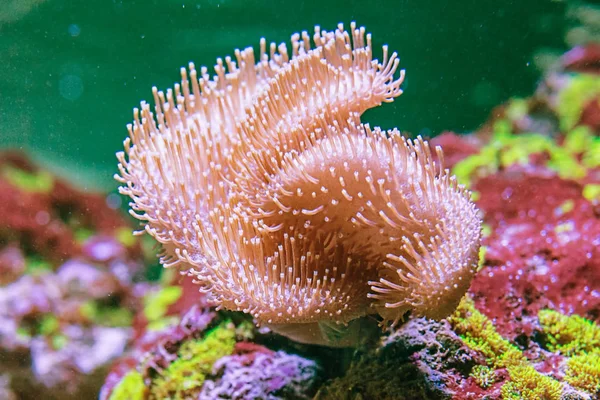 Beautiful specimen of Sarcophyton coral — Stock Photo, Image