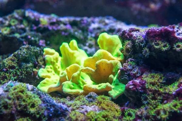 大自然中的金丝雀珊瑚 — 图库照片