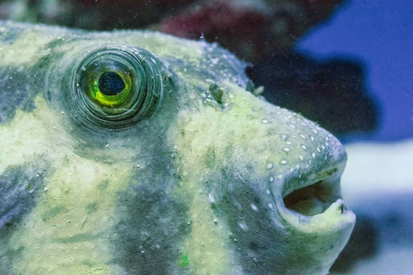 フグ黄魚捕食者 — ストック写真