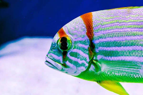 Exotische tropische koraalrif vis, zeilvin snapper — Stockfoto