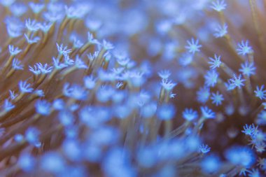 Mercanlar çok yakındır