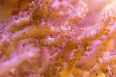 Mercanlar çok yakındır