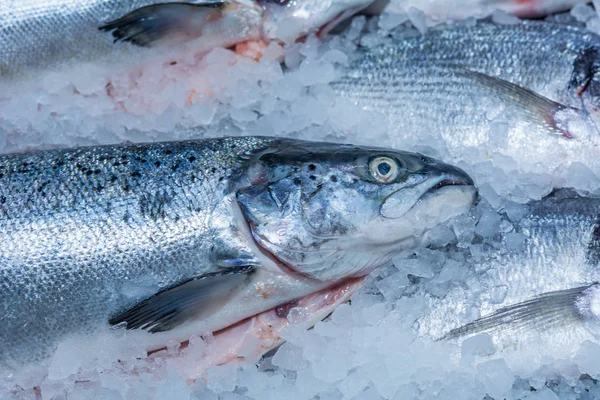 Refrigerado em peixes vermelhos de gelo — Fotografia de Stock