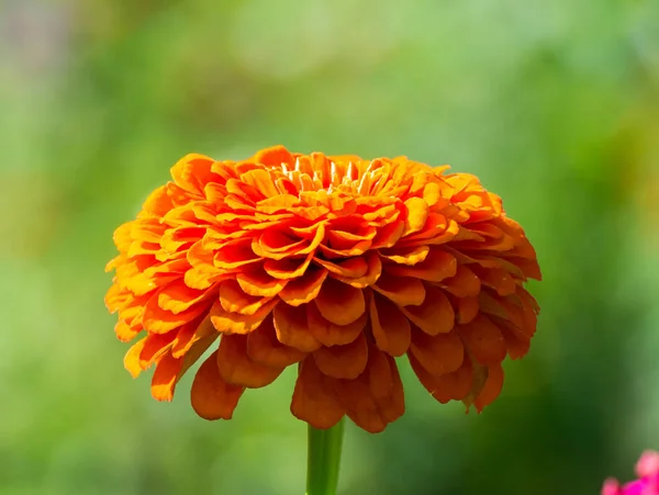 Flores calêndulas — Fotografia de Stock