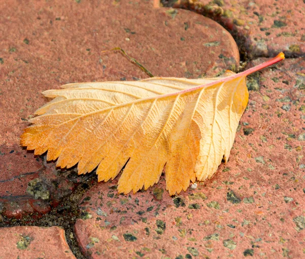 Herfstbladeren — Stockfoto