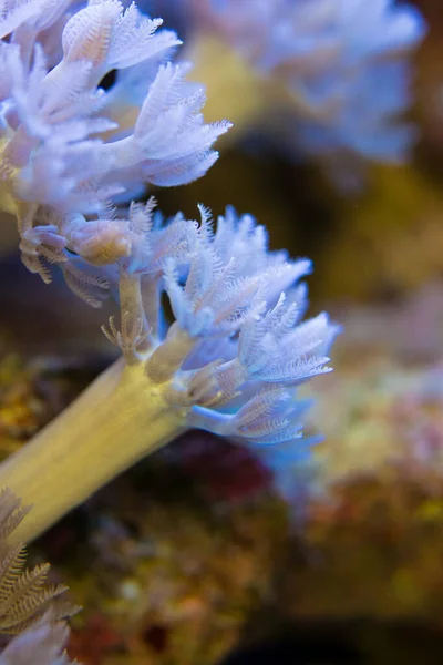 Corals are very close — Stock Photo, Image