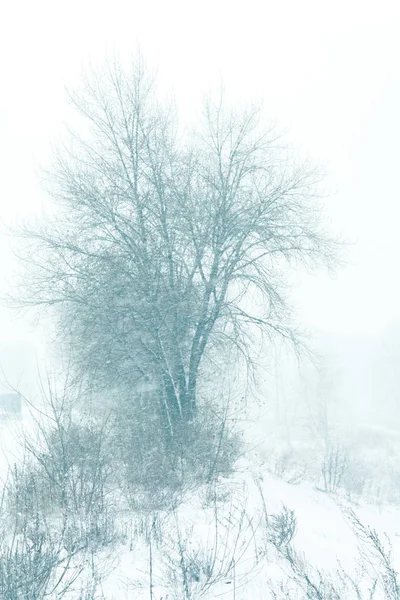 Зимняя метель — стоковое фото