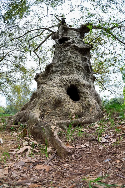 Starověký Majestátní Strom Vyfocený Čočkou Rybího Oka — Stock fotografie