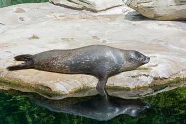 Deniz Aslanı Yavruları kestiriyor.