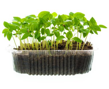 Beyaz arka planda plastik bir kutuda taze filizler (filizler)