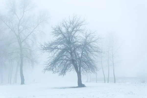 Paisagem Inverno Árvores Geada — Fotografia de Stock