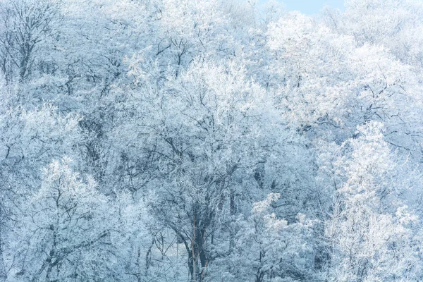 Paesaggio Invernale Alberi Nel Gelo — Foto Stock