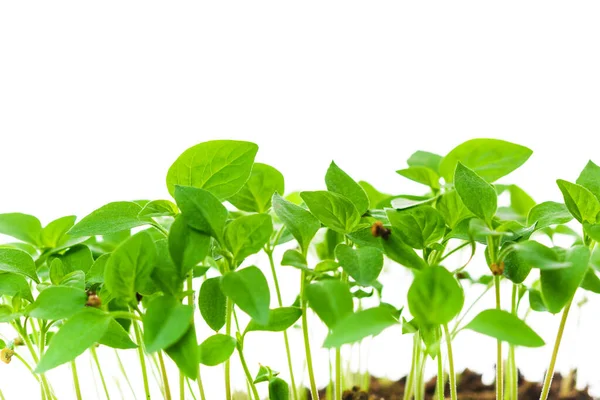 Fresh Sprouts Seedlings Plastic Box White Background — Stock Photo, Image
