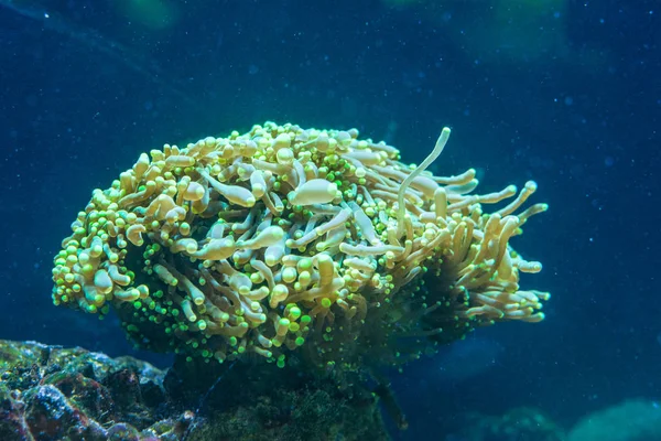 Euphyllia Género Coral Pedregoso Grande Porte — Fotografia de Stock