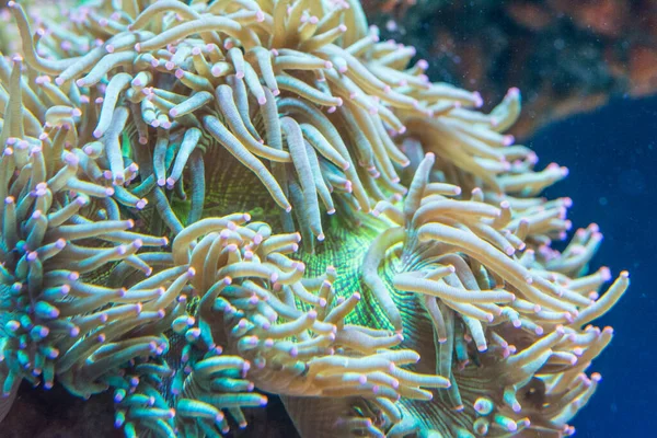 Macrodactyla Doreensis Anémona Marinha Sobre Natureza — Fotografia de Stock