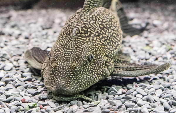 Ancistrus Ordinario Ancistrus Multispinis Nell Acquario Domestico Primo Piano — Foto Stock