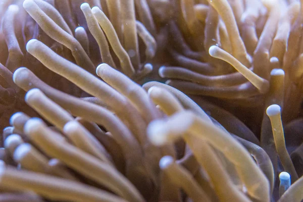 Macrodactyla doreensis, Deniz şakayığı