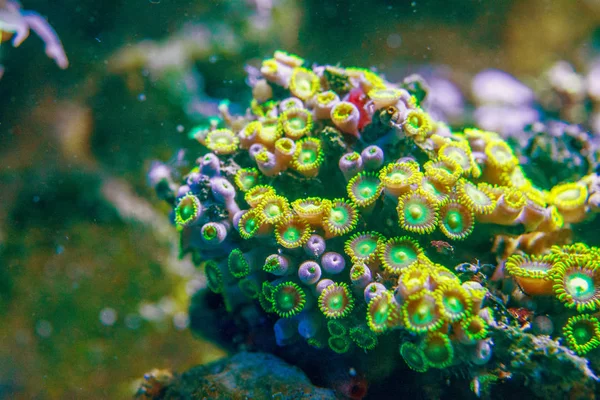 Zoanthus Yeşil Pembe Mercanlar Zoanthids Hayvanat Bahçeleri Zoanthid Polipleri Deniz — Stok fotoğraf