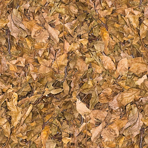 Brown Background Dry Walnut Leaves — ストック写真