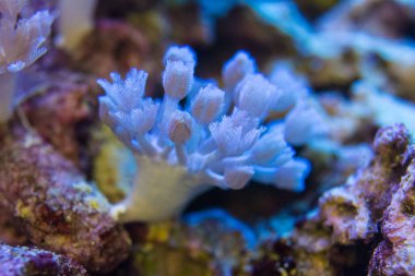 Yaşam mercanlar çok yakındır