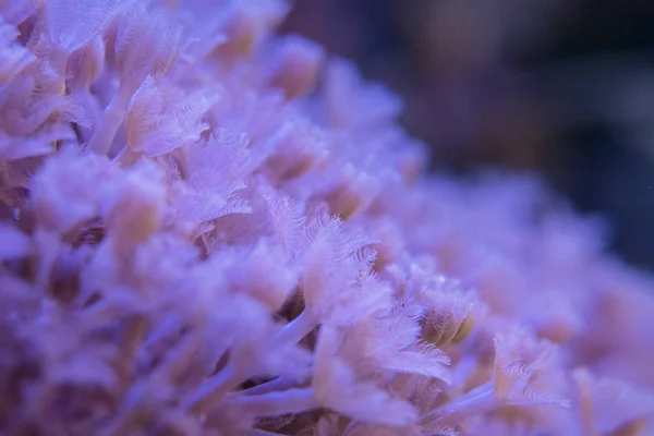 Żywe Koralowce Bardzo Blisko — Zdjęcie stockowe