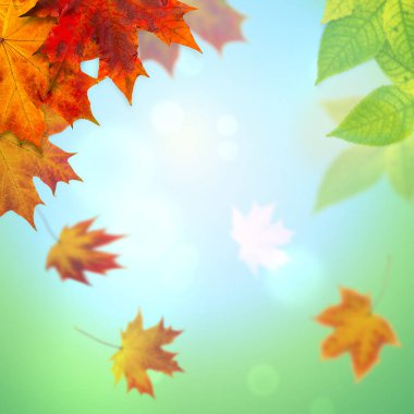 Sonbahar yaprakları mavi arkaplan ile bir çerçeve olarak ayrılırlar