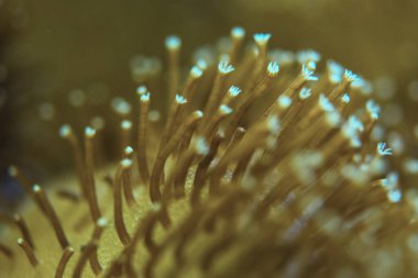 Yaşam mercanlar çok yakındır