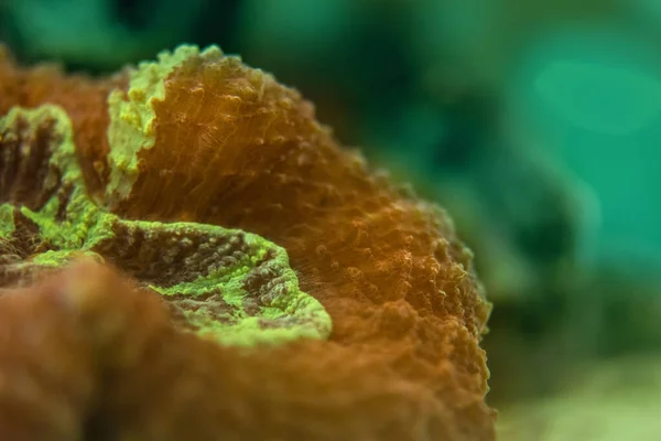 Corais Vivos São Muito Próximos — Fotografia de Stock