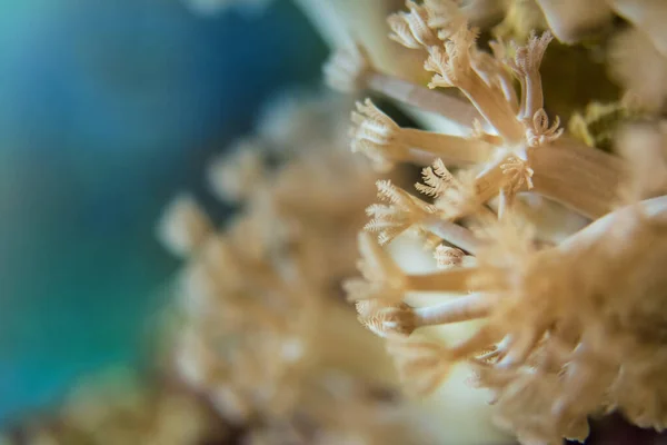 Żywe Koralowce Bardzo Blisko — Zdjęcie stockowe