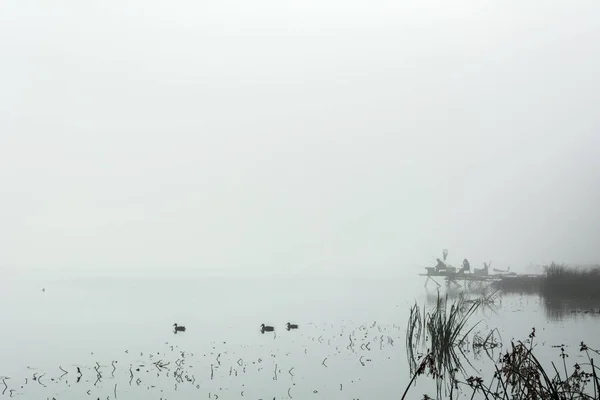 Красивий Пейзаж Дикими Качками Ранковому Тумані — стокове фото