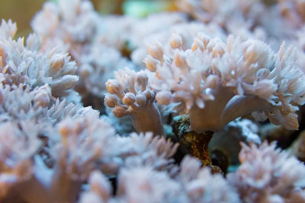 Living Corals Very Close — Stock Photo, Image