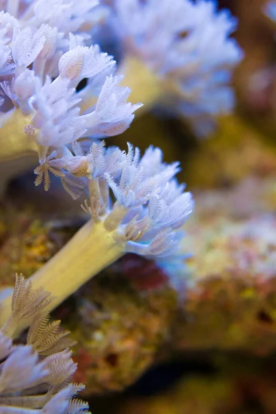 Living Corals Very Close — Stock Photo, Image