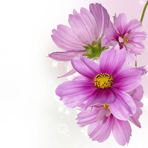 Güzel kır çiçekleri — Stok fotoğraf