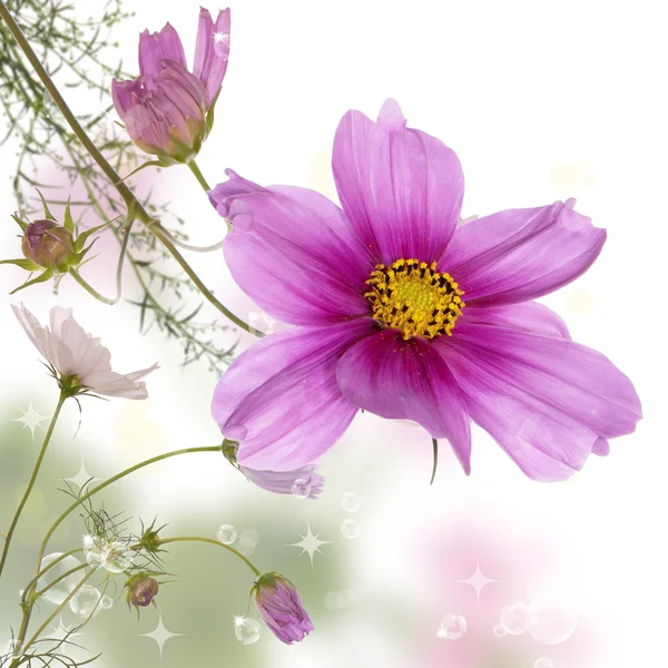 아름 다운 야생 꽃 — 스톡 사진
