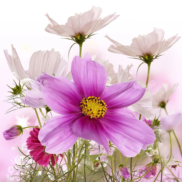 Красиві Дикі квіти — стокове фото