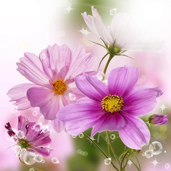 Beautiful wild flowers Stock Picture