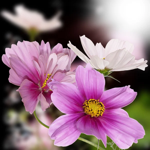 Vilda blommor design — Stockfoto