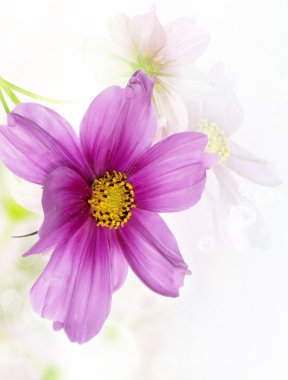 Güzel tasarım çiçek