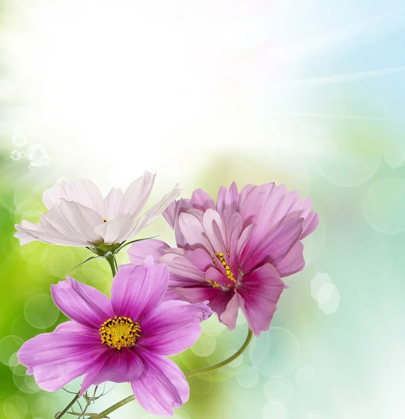 Flower beautiful design — Stock Photo, Image