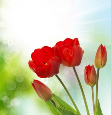 Güzel tasarım çiçek