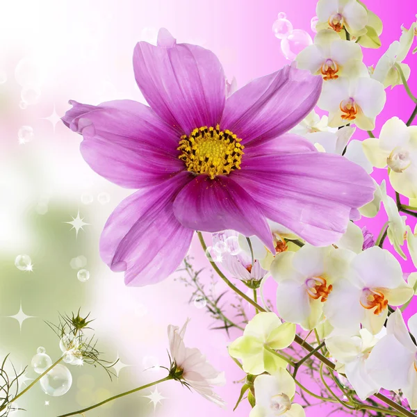 Με φόντο το όμορφο λουλούδι. Αφίσα της φύσης — Φωτογραφία Αρχείου