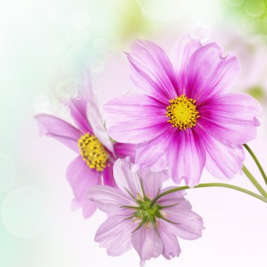 güzel çiçek sınır