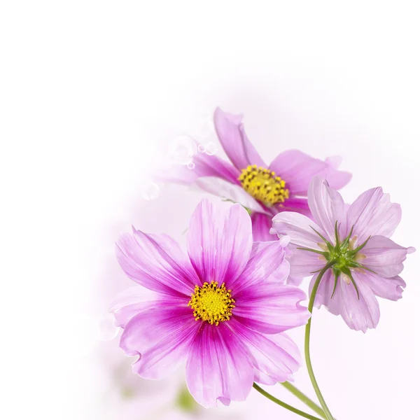 Άνθινο πλαίσιο. Σχεδιασμός όμορφο λουλούδι — Φωτογραφία Αρχείου