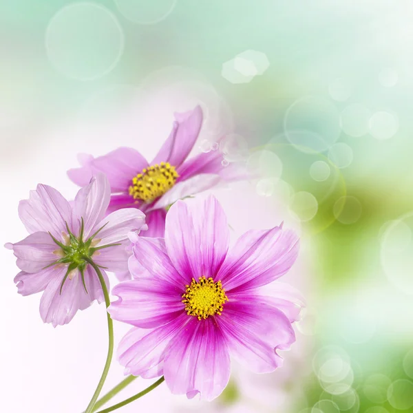 Krásný květinový okraj — Stock fotografie