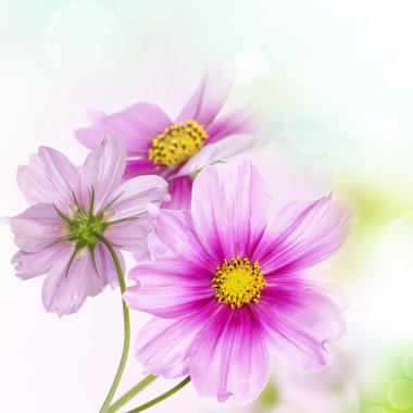 Güzel çiçek arka plan. Doğa poster