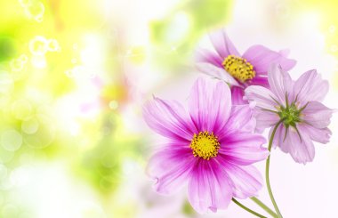 Güzel çiçek arka plan. Doğa poster